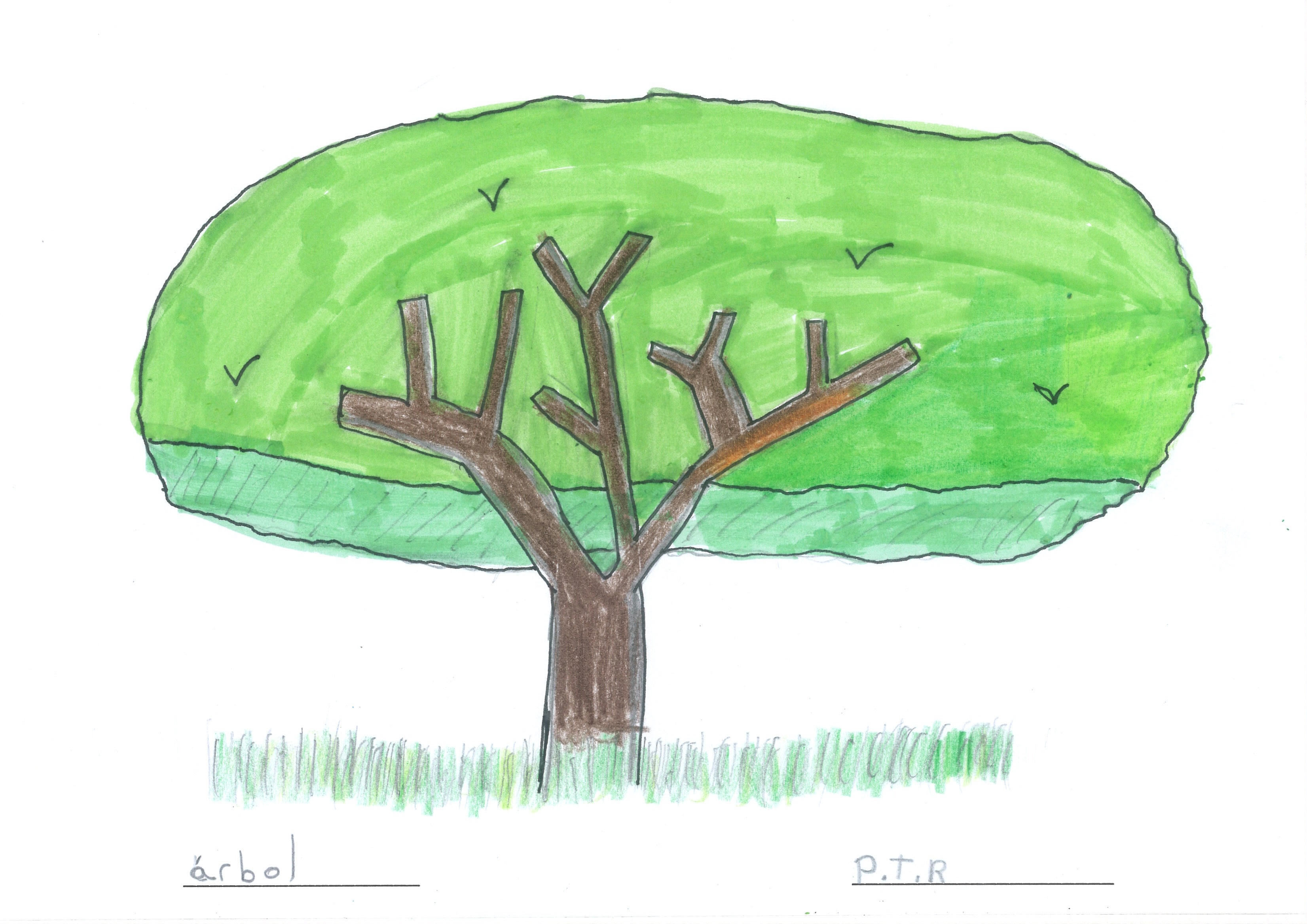 árbol