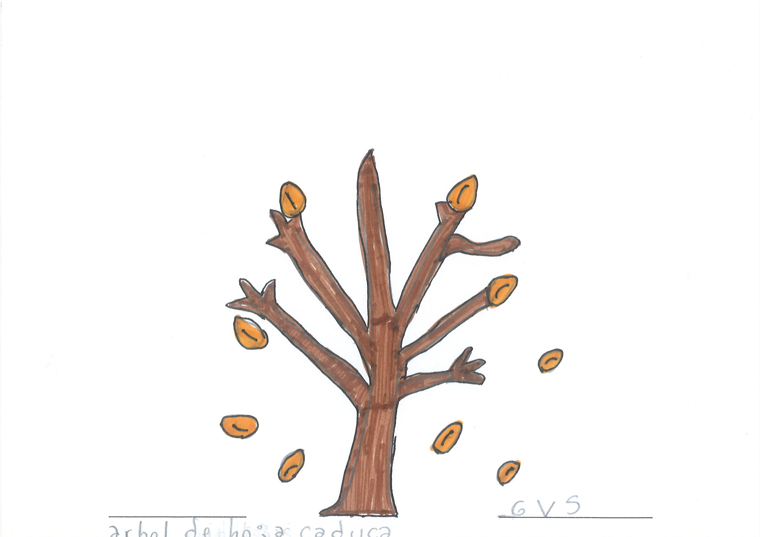 árbol de hoja caduca