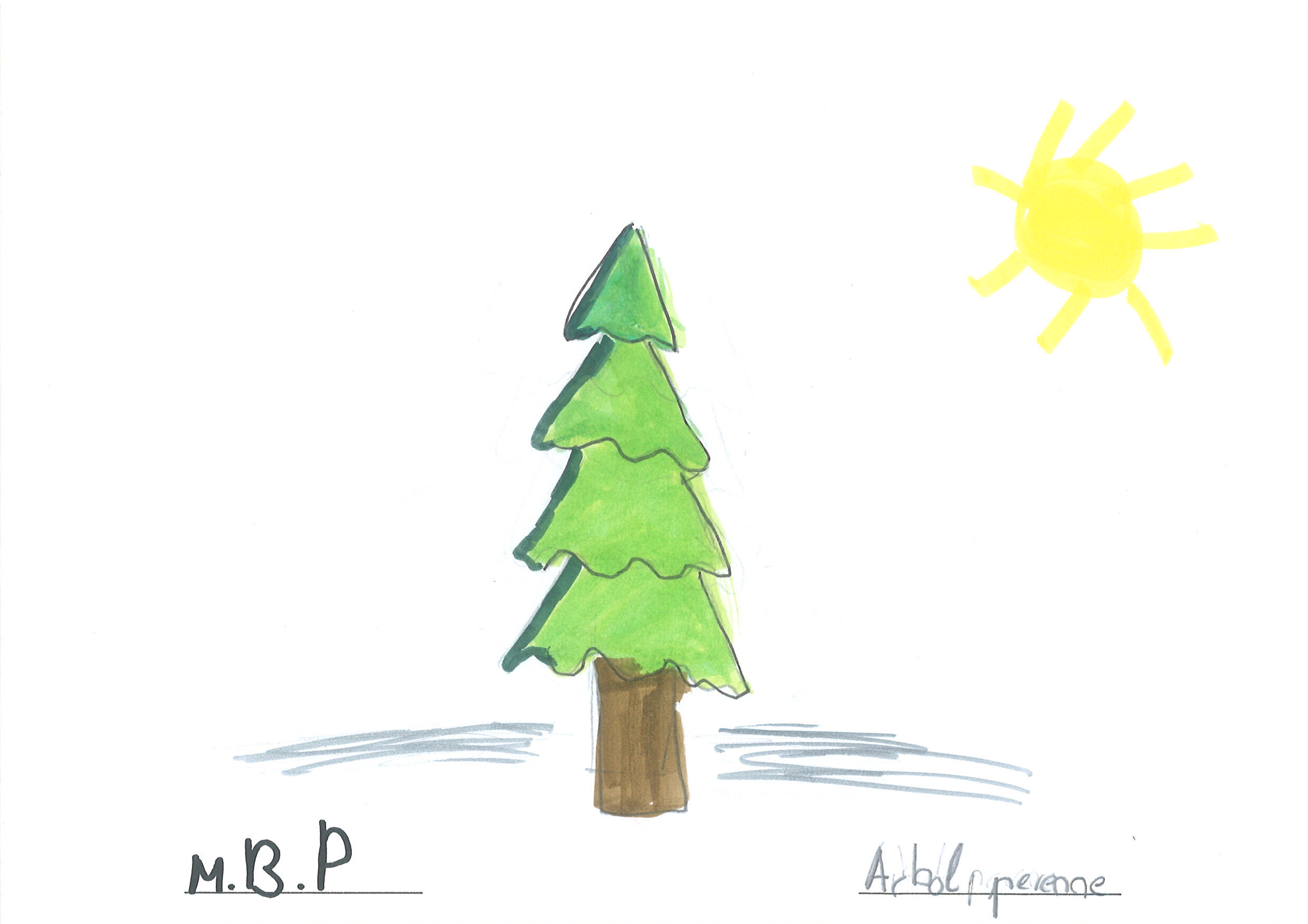 árbol de hoja perenne