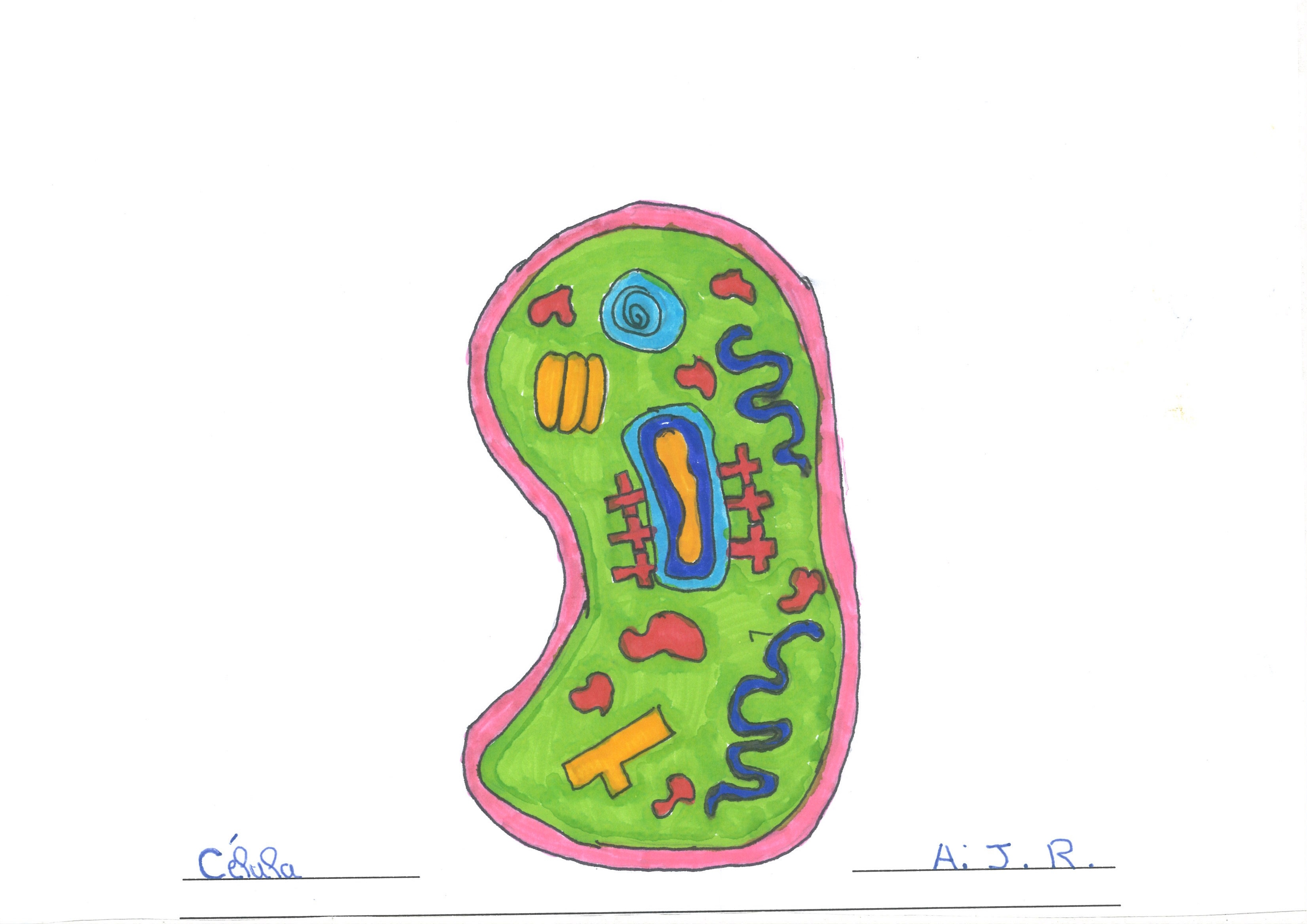 célula