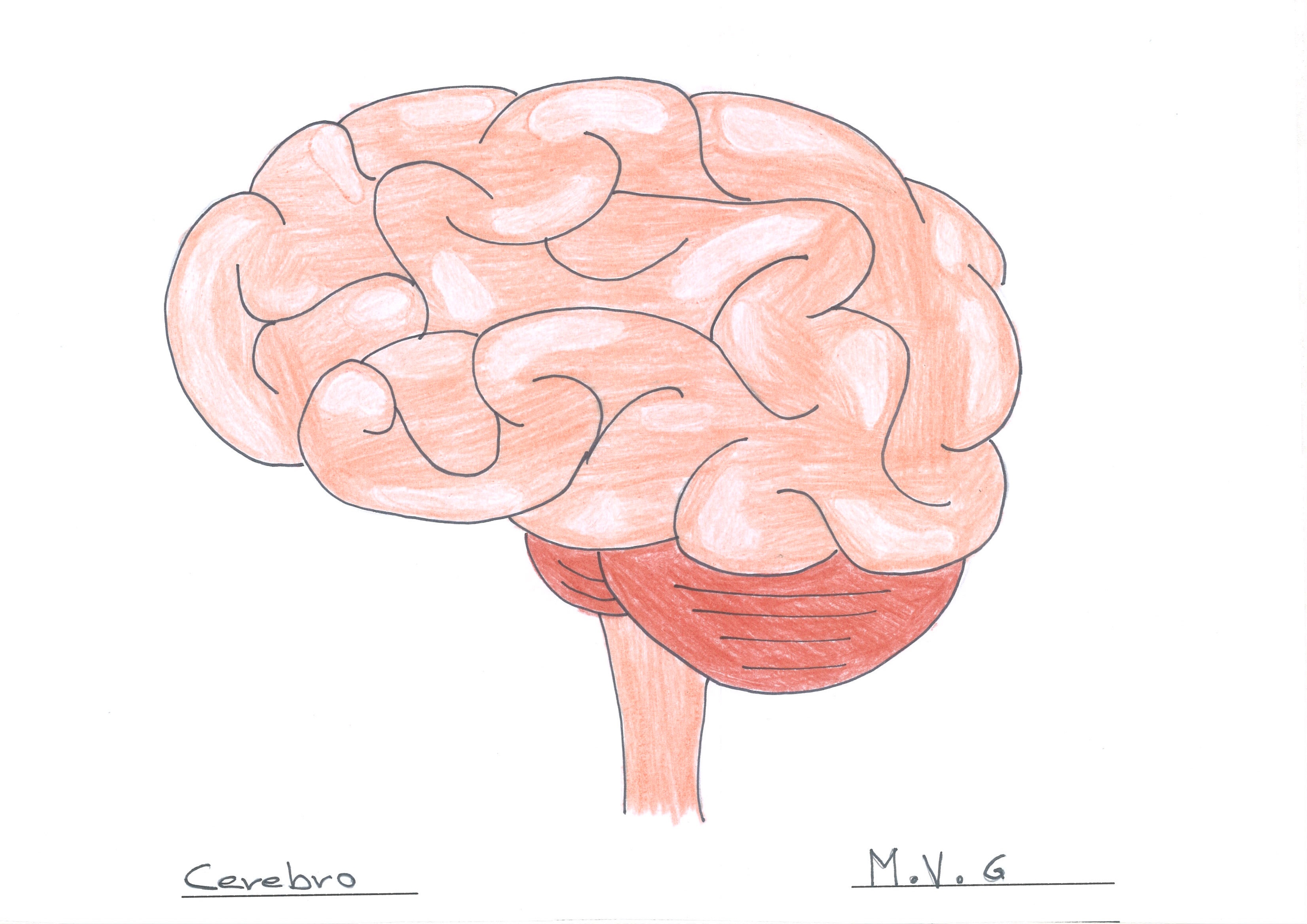 cerebro