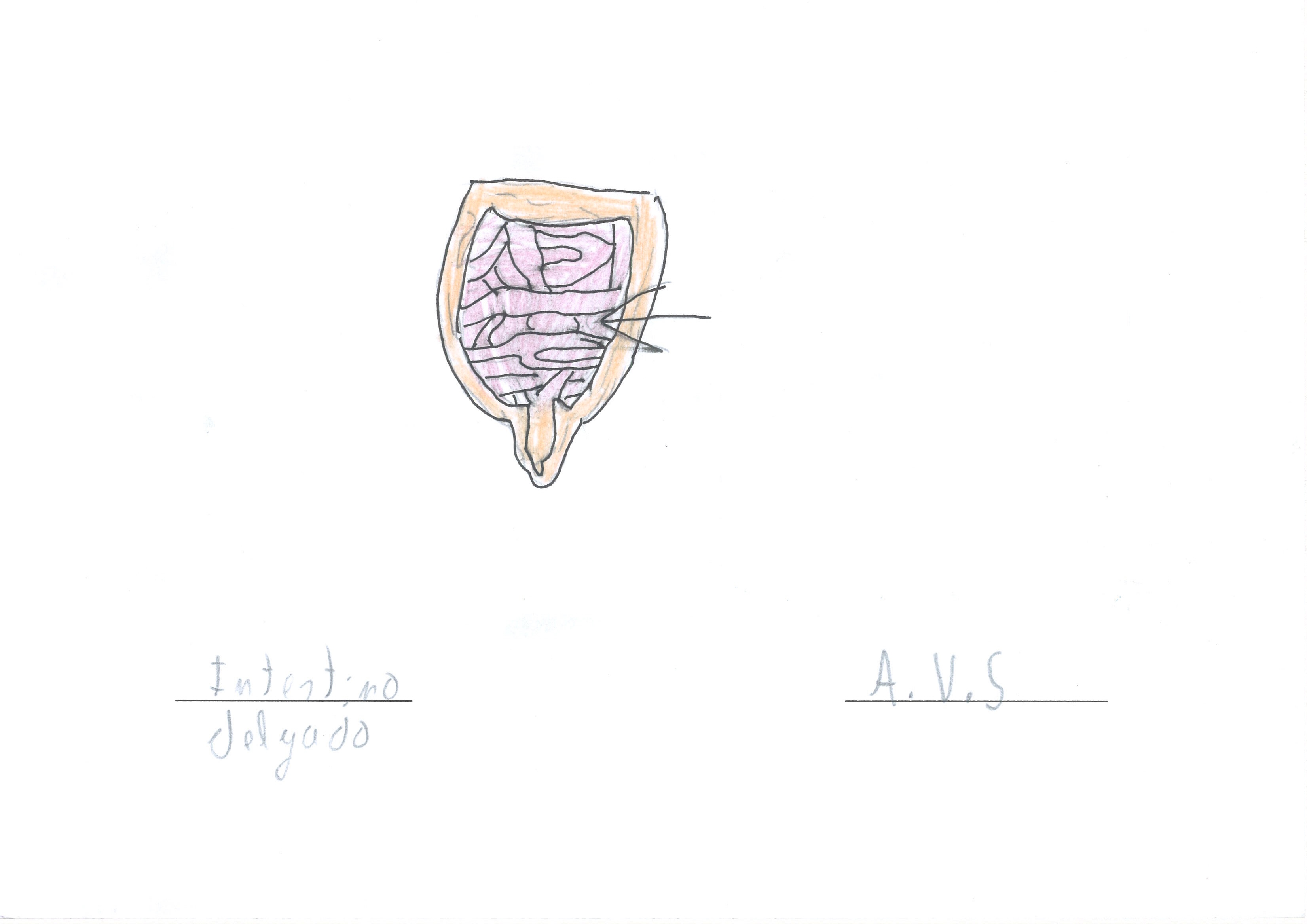 intestino delgado